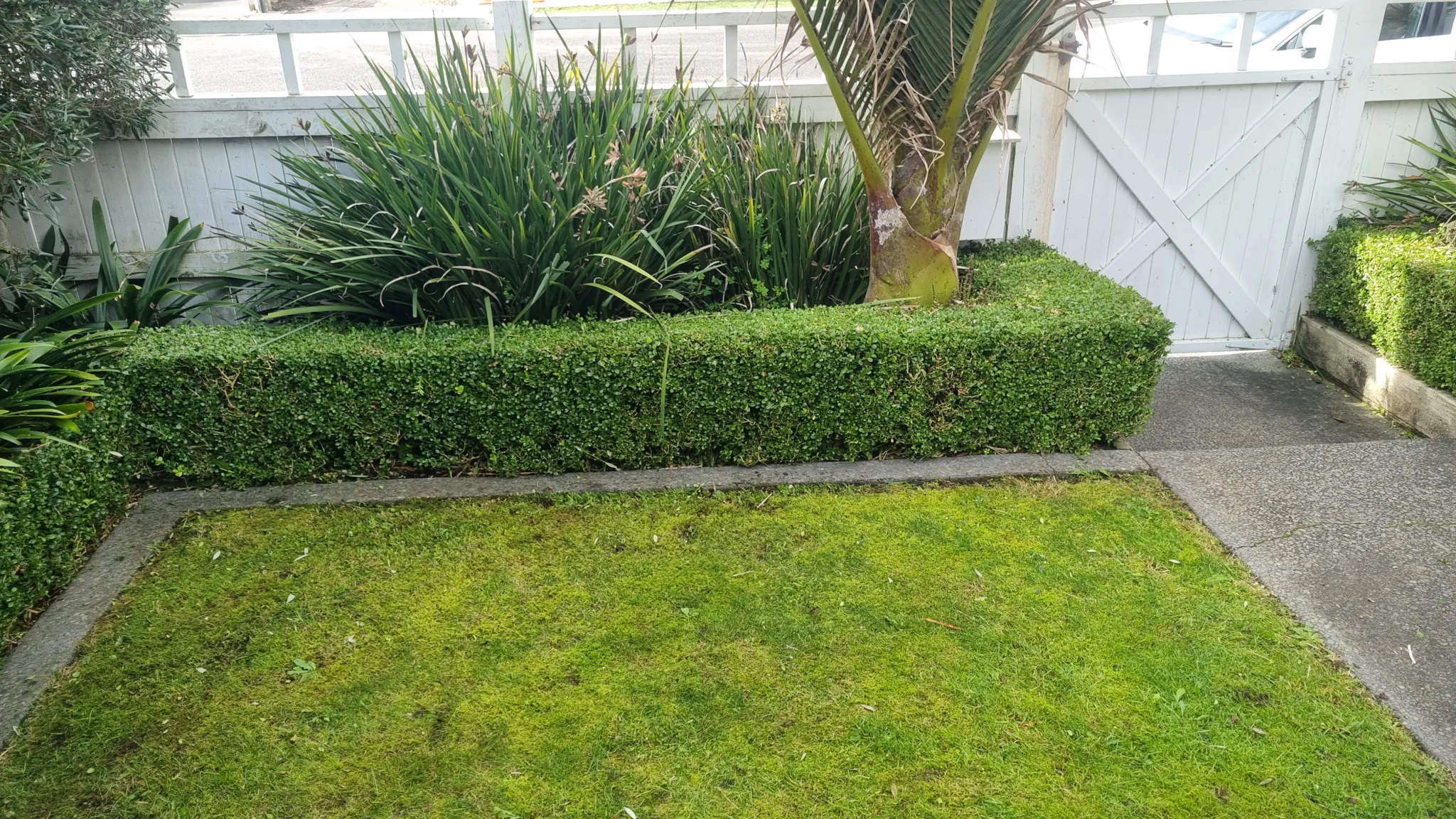 Garden hedge in Taranaki - neat, well-maintained boundary planting