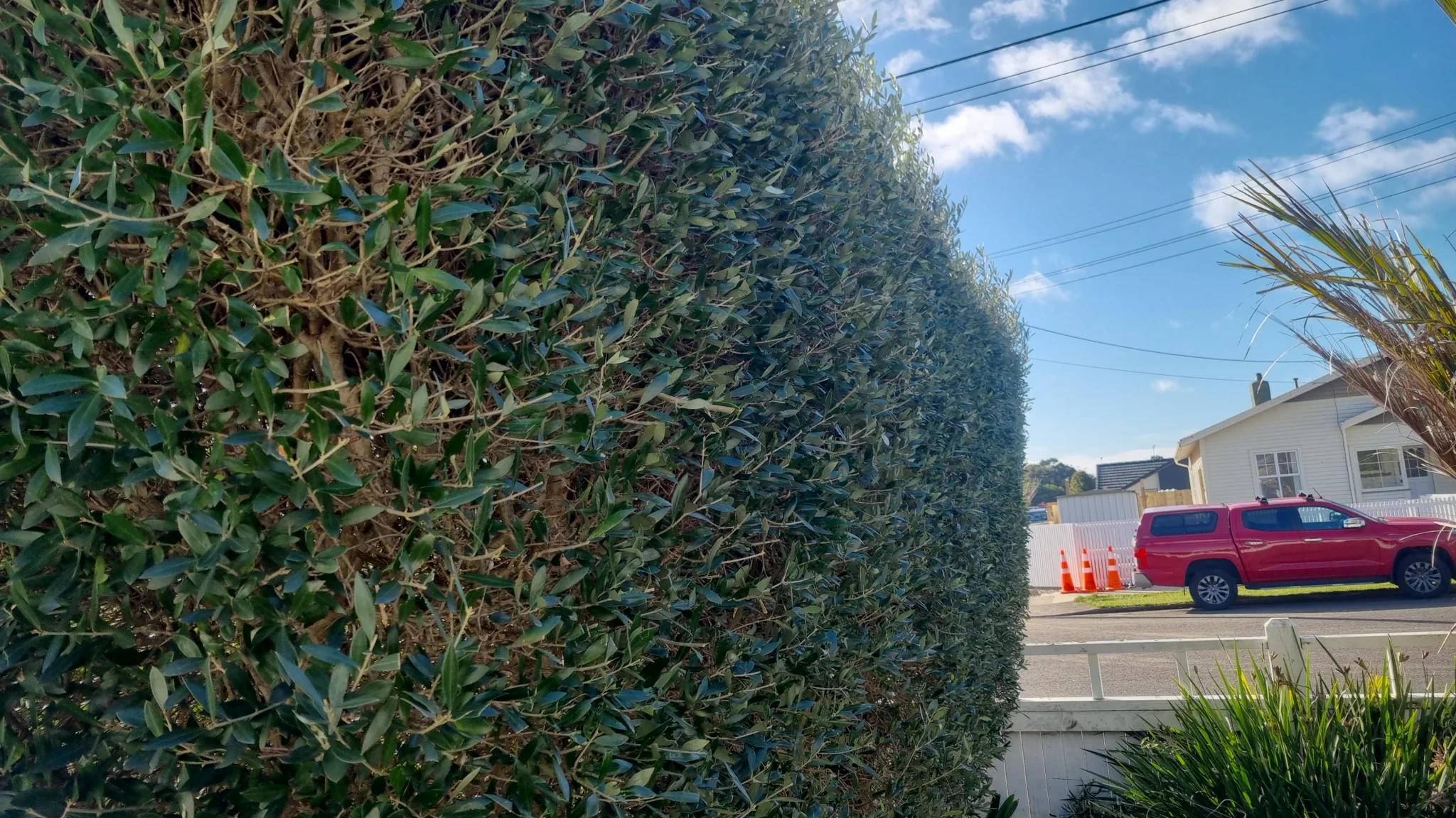Hedge trimming in Taranaki - clean lines and tidy finish